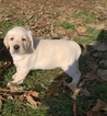 Small Photo #4 Labrador Retriever Puppy For Sale in ABERDEEN, MD, USA