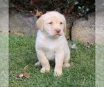 Small Photo #5 Labrador Retriever Puppy For Sale in NARVON, PA, USA