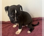 Puppy Wesley American Pit Bull Terrier