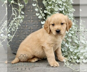 Golden Retriever Puppy for sale in STRASBURG, PA, USA