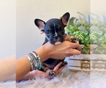Puppy BlkTan M 2 French Bulldog