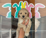 Small Photo #3 Goldendoodle (Miniature) Puppy For Sale in MIDLOTHIAN, TX, USA