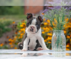 Boston Terrier Litter for sale in BEACH CITY, OH, USA