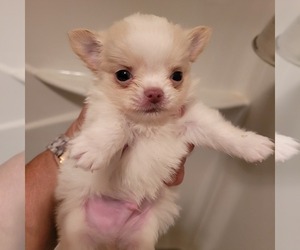 Chihuahua Puppy for sale in INWOOD, WV, USA