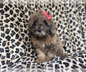 ShihPoo Puppy for sale in LAKELAND, FL, USA