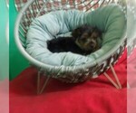 Small #2 Yorkshire Terrier