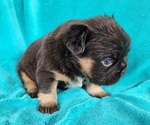 Small #4 French Bulldog