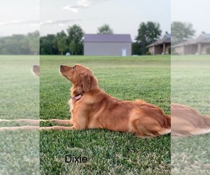 Mother of the Golden Retriever puppies born on 08/14/2026