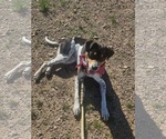 Small #7 Rat Terrier Mix
