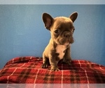 Small Photo #4 French Bulldog Puppy For Sale in ASHBURNHAM, MA, USA