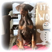 Small Photo #1 Doberman Pinscher Puppy For Sale in GAP, PA, USA
