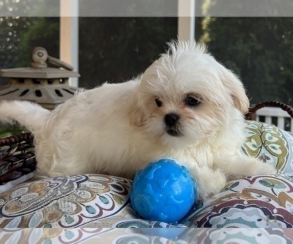 Medium Photo #8 Shih Tzu Puppy For Sale in NOBLESVILLE, IN, USA