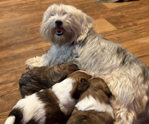 Medium Photo #1 Shorkie Tzu Puppy For Sale in CENTRALIA, IL, USA