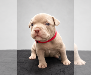 Medium American Bully
