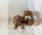 Small Photo #6 Goldendoodle Puppy For Sale in CHESNEE, SC, USA