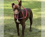 Small #1 Labrador Retriever Mix