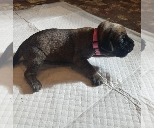 Medium Photo #4 Mastiff Puppy For Sale in FULTON, NY, USA