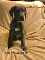 Great Dane Puppy for sale in PHILLIPSBURG, KS, USA