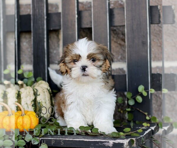 Medium Photo #4 Shih Tzu Puppy For Sale in GORDONVILLE, PA, USA