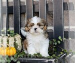 Felix - Male Shih Tzu Puppy for Sale - Photo #4