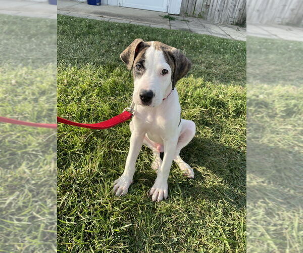 Medium Photo #9 Mutt Puppy For Sale in Evansville, IN, USA
