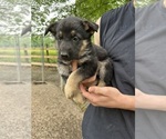 Small #5 German Shepherd Dog
