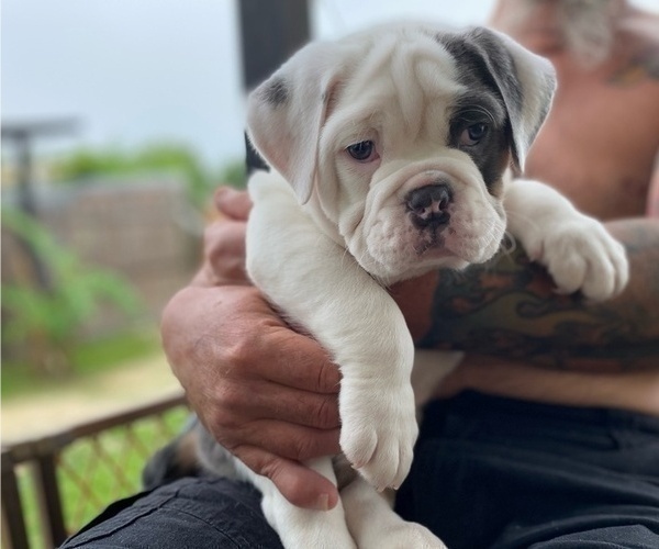 Medium Photo #13 Olde English Bulldogge Puppy For Sale in SOUTHPORT, FL, USA