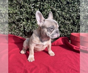 French Bulldog Puppy for Sale in LAWRENCEVILLE, Georgia USA
