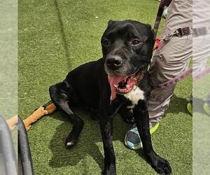 Mutt Dogs for adoption in Las Vegas, NV, USA