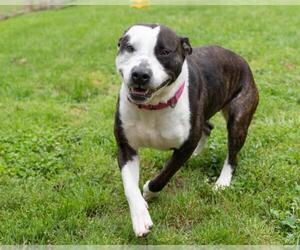 American Pit Bull Terrier-Unknown Mix Dogs for adoption in Easton, MD, USA