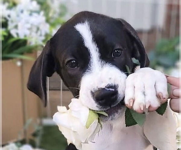 Medium Photo #6 Great Pyrenees Puppy For Sale in Spring, TX, USA
