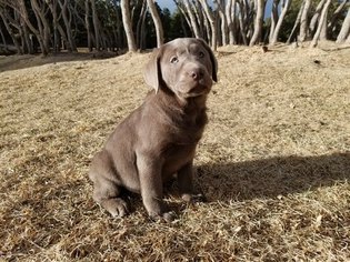 Labrador Retriever Puppy for sale in COLORADO SPRINGS, CO, USA