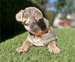 Small Photo #3 English Bulldog Puppy For Sale in IRVINE, CA, USA