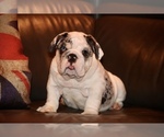 Small Photo #1 English Bulldog Puppy For Sale in CHICAGO, IL, USA