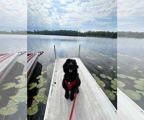 Medium Photo #3 Goldendoodle Puppy For Sale in St. Louis Park, MN, USA