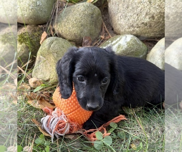 Medium Photo #4 Dachshund Puppy For Sale in MIDDLEBURY, IN, USA