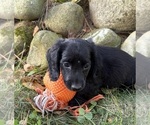 Tessa - Female Dachshund Puppy for Sale - Photo #4