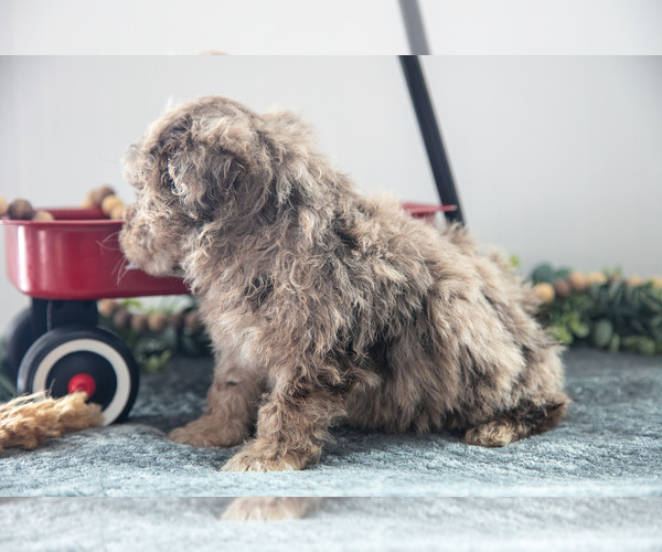 Medium Photo #3 Poodle (Miniature)-Portuguese Water Dog Mix Puppy For Sale in FREDERICKSBURG, OH, USA