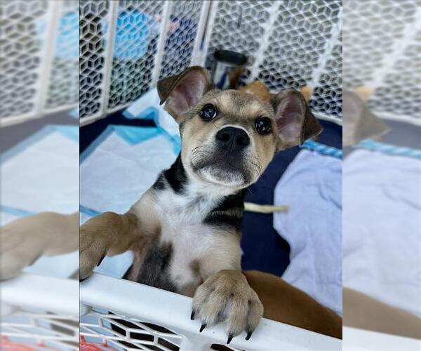 Medium Photo #2 Black and Tan Coonhound Puppy For Sale in Conroe, TX, USA