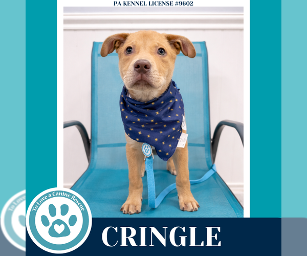 Medium Photo #1 Labrador Retriever-Unknown Mix Puppy For Sale in Kimberton, PA, USA