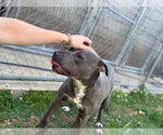 Small #11 American Bulldog