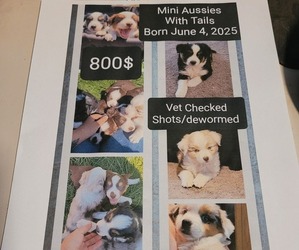 Miniature Australian Shepherd Puppy for sale in BEND, OR, USA
