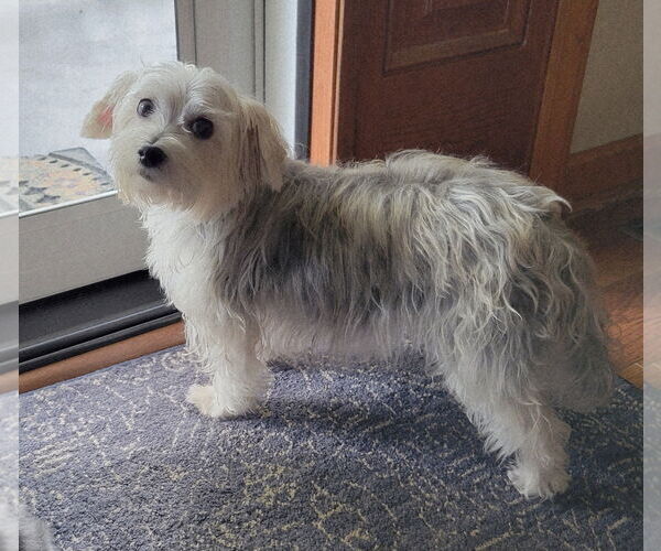 Medium Photo #15 Maltese-Unknown Mix Puppy For Sale in Greensboro, NC, USA