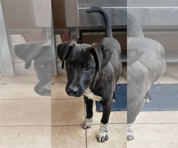 Medium Photo #6 American Staffordshire Terrier Puppy For Sale in Tracy City, TN, USA