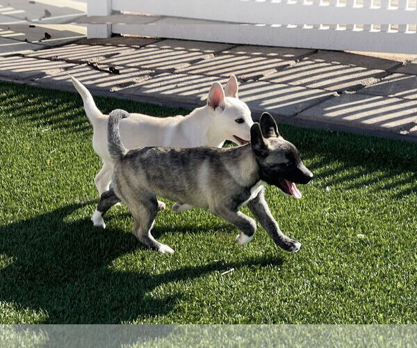 Medium Photo #19 Siberian Husky-Unknown Mix Puppy For Sale in La Verne, CA, USA