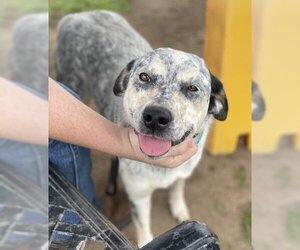 Australian Cattle Dog-Unknown Mix Dogs for adoption in Visalia, CA, USA