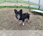 Small #5 Chihuahua
