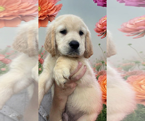 Golden Retriever Puppy for sale in BUSHNELL, FL, USA