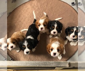 Cavalier King Charles Spaniel Puppy for sale in CLEARWATER, FL, USA