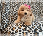 Small Photo #9 Bichpoo Puppy For Sale in LAKELAND, FL, USA
